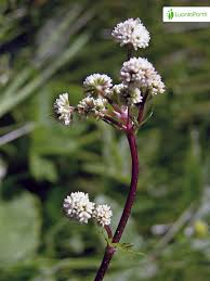 Attēlu rezultāti vaicājumam “Sanicula europaea”