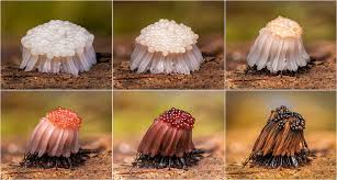 Attēlu rezultāti vaicājumam “Physarum psittacinum young”