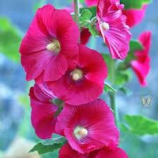 Image result for Alcea rosea `Appleblossom`