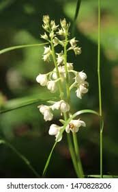 Attēlu rezultāti vaicājumam “Pyrola rotundifolia flower”