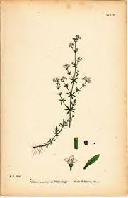 Attēlu rezultāti vaicājumam “Galium palustre”