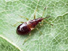 Attēlu rezultāti vaicājumam “Anthocoris nemorum”