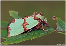 Attēlu rezultāti vaicājumam “Staurophora celsia”