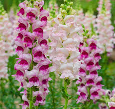 Attēlu rezultāti vaicājumam “Antirrhinum majus flower”