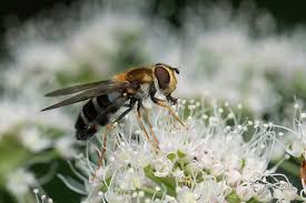 Attēlu rezultāti vaicājumam “Leucozona glaucia”