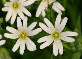 Attēlu rezultāti vaicājumam “Stellaria holostea flower”