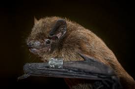 Attēlu rezultāti vaicājumam “Pipistrellus nathusii”