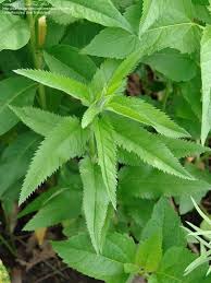 Attēlu rezultāti vaicājumam “Veronica longifolia leaf”
