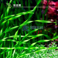 「扭蘭」的圖片搜尋結果