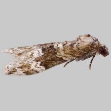 Attēlu rezultāti vaicājumam “Perizoma bifaciata”