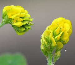 Attēlu rezultāti vaicājumam “Medicago lupulina flower”