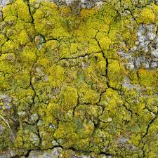 Attēlu rezultāti vaicājumam “Chrysothrix candelaris”