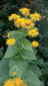 Image result for Telekia speciosa