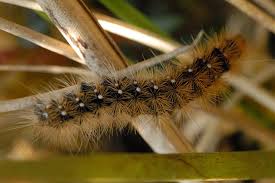 Attēlu rezultāti vaicājumam “Arctiidae”