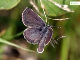 Attēlu rezultāti vaicājumam “Cupido minimus underside”