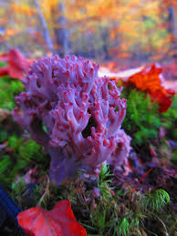 Attēlu rezultāti vaicājumam “Clavulina amethystina”