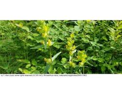 Attēlu rezultāti vaicājumam “Rhinanthus minor”