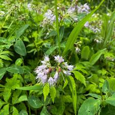 Attēlu rezultāti vaicājumam “Hydrophyllaceae”