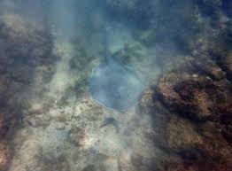 Image result for Styracura pacifica