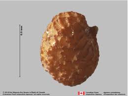 Attēlu rezultāti vaicājumam “Nicotiana tabacum fruit”