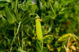 Attēlu rezultāti vaicājumam “Pisum sativum leaf”