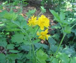 Image result for Chelidonium majus
