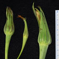 Attēlu rezultāti vaicājumam “Tragopogon heterospermus bud”