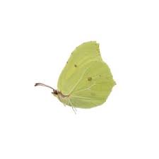 Attēlu rezultāti vaicājumam “Gonepteryx rhamni”