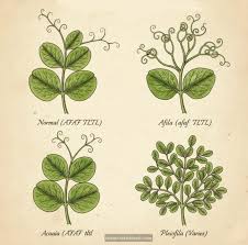 Attēlu rezultāti vaicājumam “Pisum sativum leaf”