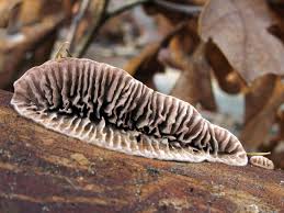 Attēlu rezultāti vaicājumam “Gloeophyllum abietinum”