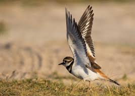 Image result for Charadrius vociferus