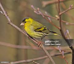 Attēlu rezultāti vaicājumam “Carduelis spinus”