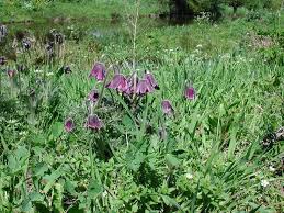 Attēlu rezultāti vaicājumam “Pulsatilla pratensis leaf”