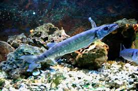 Image result for Sphyraena barracuda