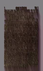 Attēlu rezultāti vaicājumam “Diderma umbilicatum young”