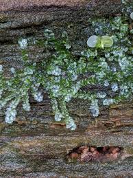 Attēlu rezultāti vaicājumam “Calypogeia azurea”