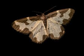 Attēlu rezultāti vaicājumam “Lomaspilis marginata”