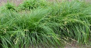 Attēlu rezultāti vaicājumam “Carex loliacea leaf”