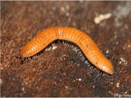 Attēlu rezultāti vaicājumam “Polyzonium germanicum”