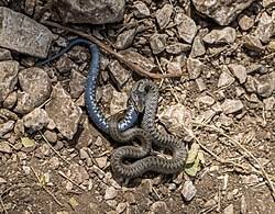 Attēlu rezultāti vaicājumam “Coronella austriaca adult”