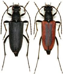 Attēlu rezultāti vaicājumam “Anastrangalia sanguinolenta”