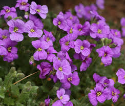 Attēlu rezultāti vaicājumam “Aubrieta deltoidea flower”