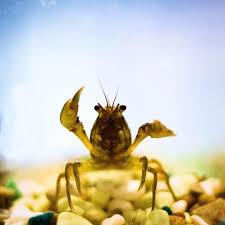 Image result for Moxostoma hubbsi