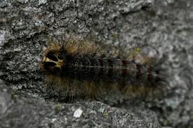 Attēlu rezultāti vaicājumam “Lymantria dispar”