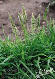 Attēlu rezultāti vaicājumam “Anthoxanthum odoratum”