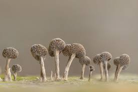 Attēlu rezultāti vaicājumam “Physarum psittacinum young”