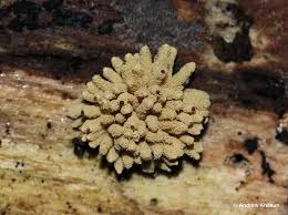 Attēlu rezultāti vaicājumam “Heterotrichia obvelata (syn. Arcyria obvelata)”