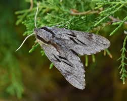 Attēlu rezultāti vaicājumam “Sphinx pinastri”