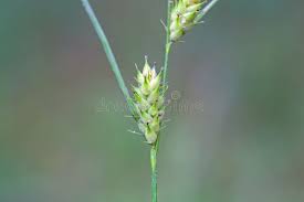 Attēlu rezultāti vaicājumam “Carex hirta female flower”