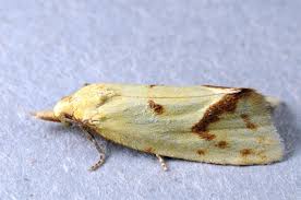 Attēlu rezultāti vaicājumam “Agapeta hamana”